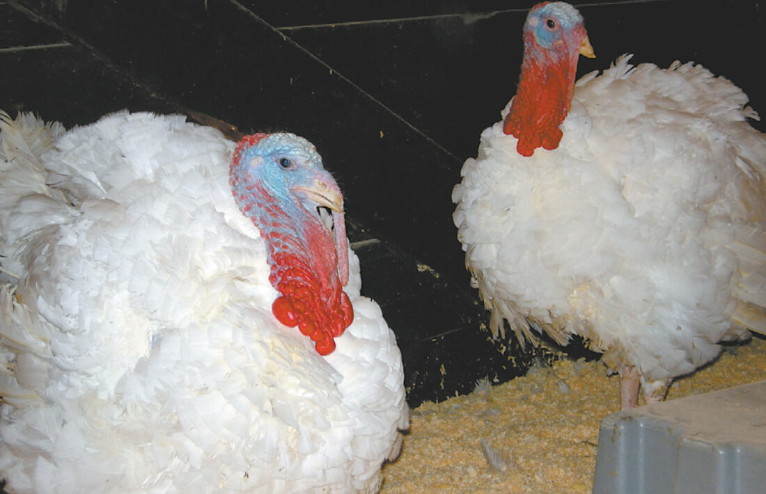 From our files: November 2008 | News, Sports, Jobs - Messenger News